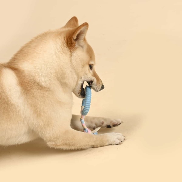 

Braided Rag Ring Dog Toy, Multicolor