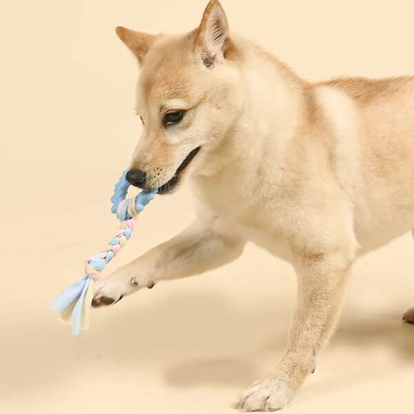 

Braided Rag Ring Dog Toy, Multicolor