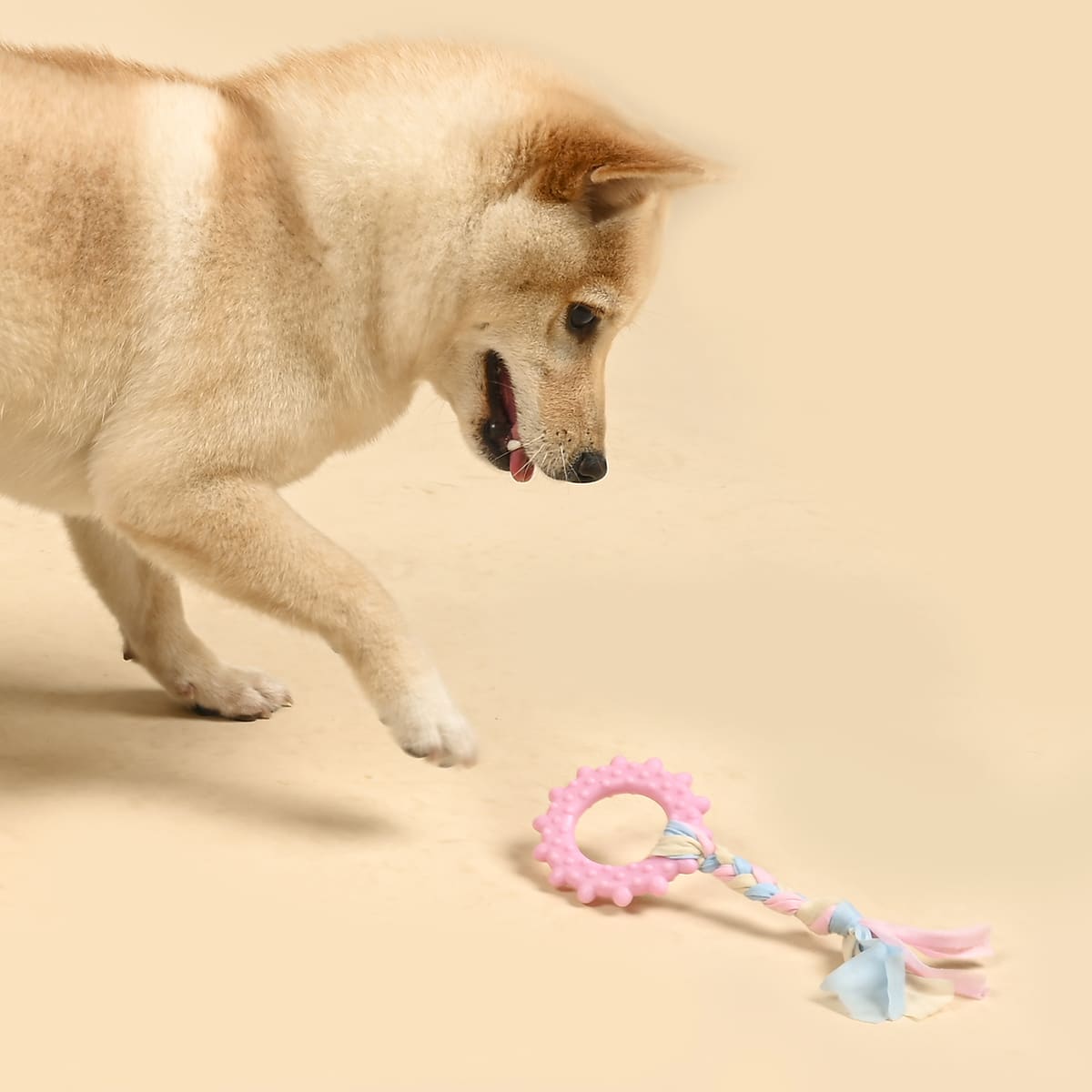 

Braided Rag Ring Dog Toy, Multicolor