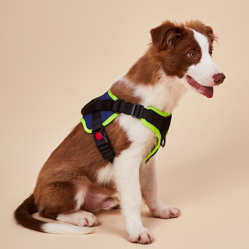

Contrast Binding Dog Harness, Multicolor