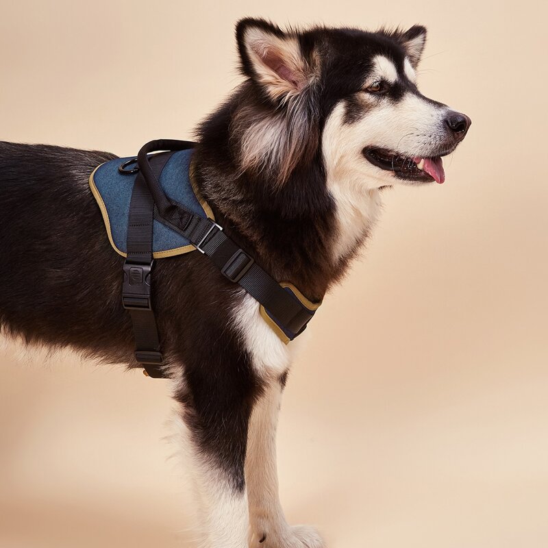 

Contrast Binding Dog Harness, Multicolor