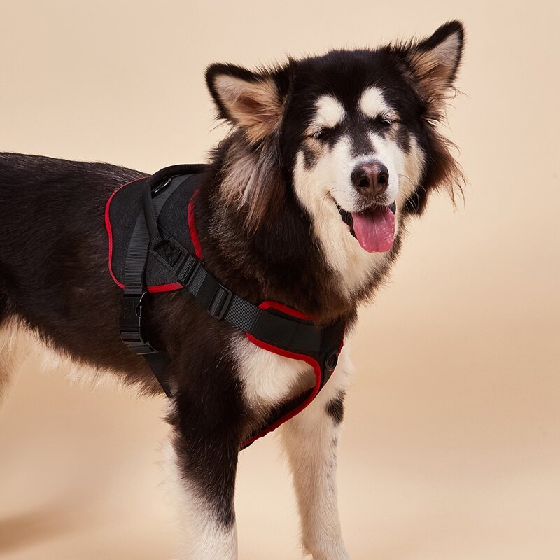 

Contrast Binding Dog Harness, Black