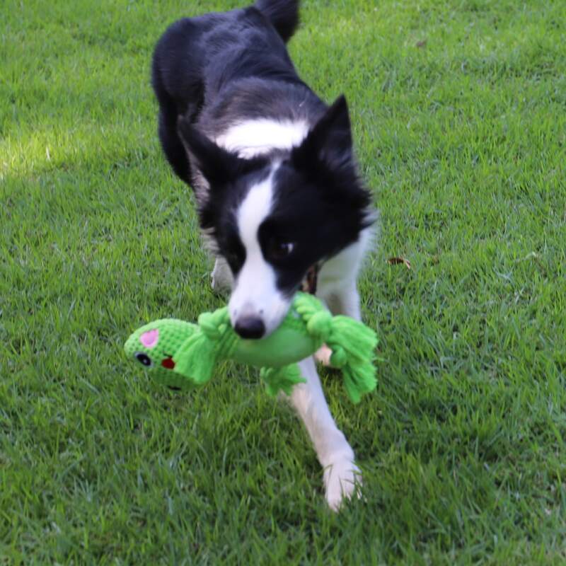 

Frog Shaped Dog Sound Toy, Green