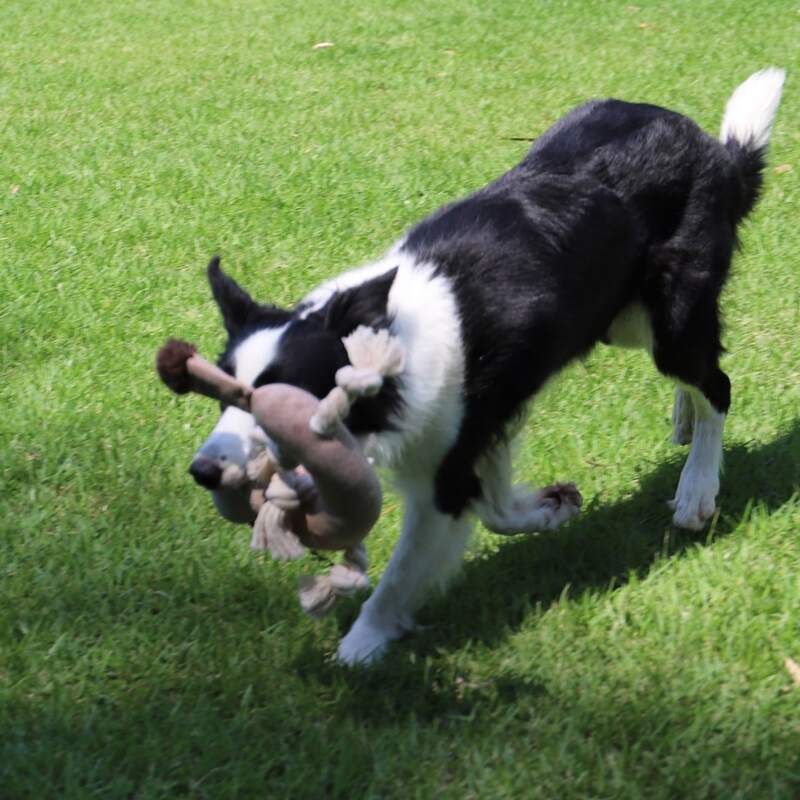 

Donkey Shaped Dog Sound Toy, Coffee brown