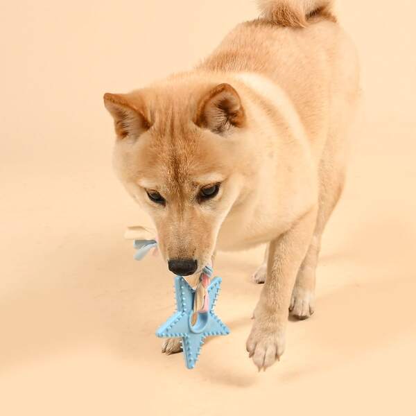 

Braided Rag Star Dog Toy, Blue
