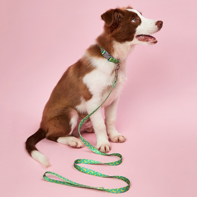 

1pc Graphic Print Dog Collar With 1pc Leash, Green