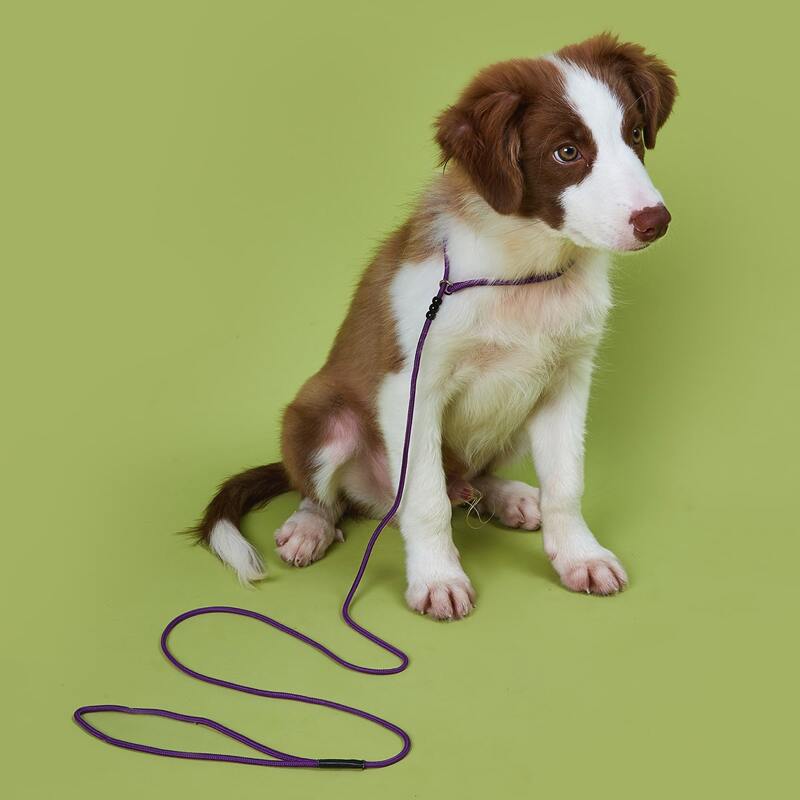 

1pc Bead Decor Dog Leash, Purple