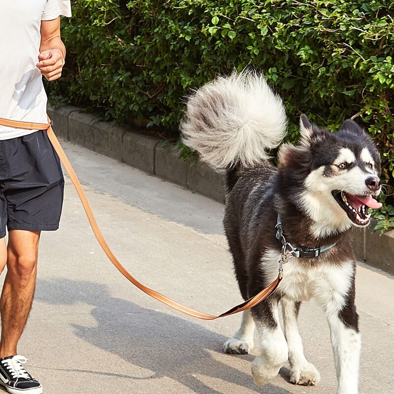

1pc Dog Outdoor Running Leash With Adult Belt, Ginger