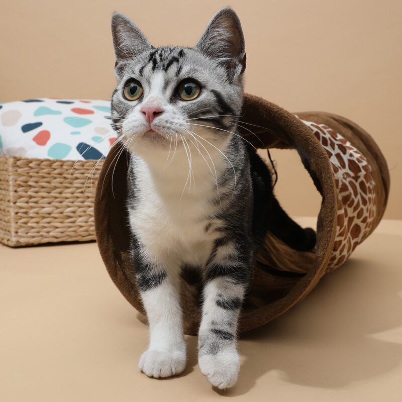 

Two Tone Cat Tunnel Toy, Coffee brown