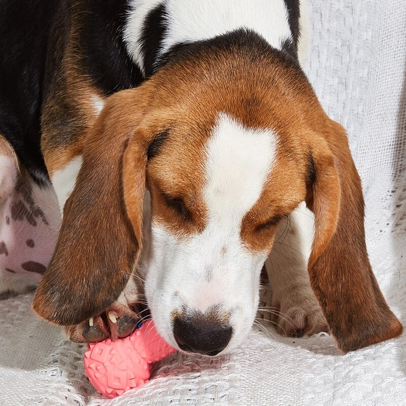 

1pc Bone Shaped Dog Chew Toy, Pink