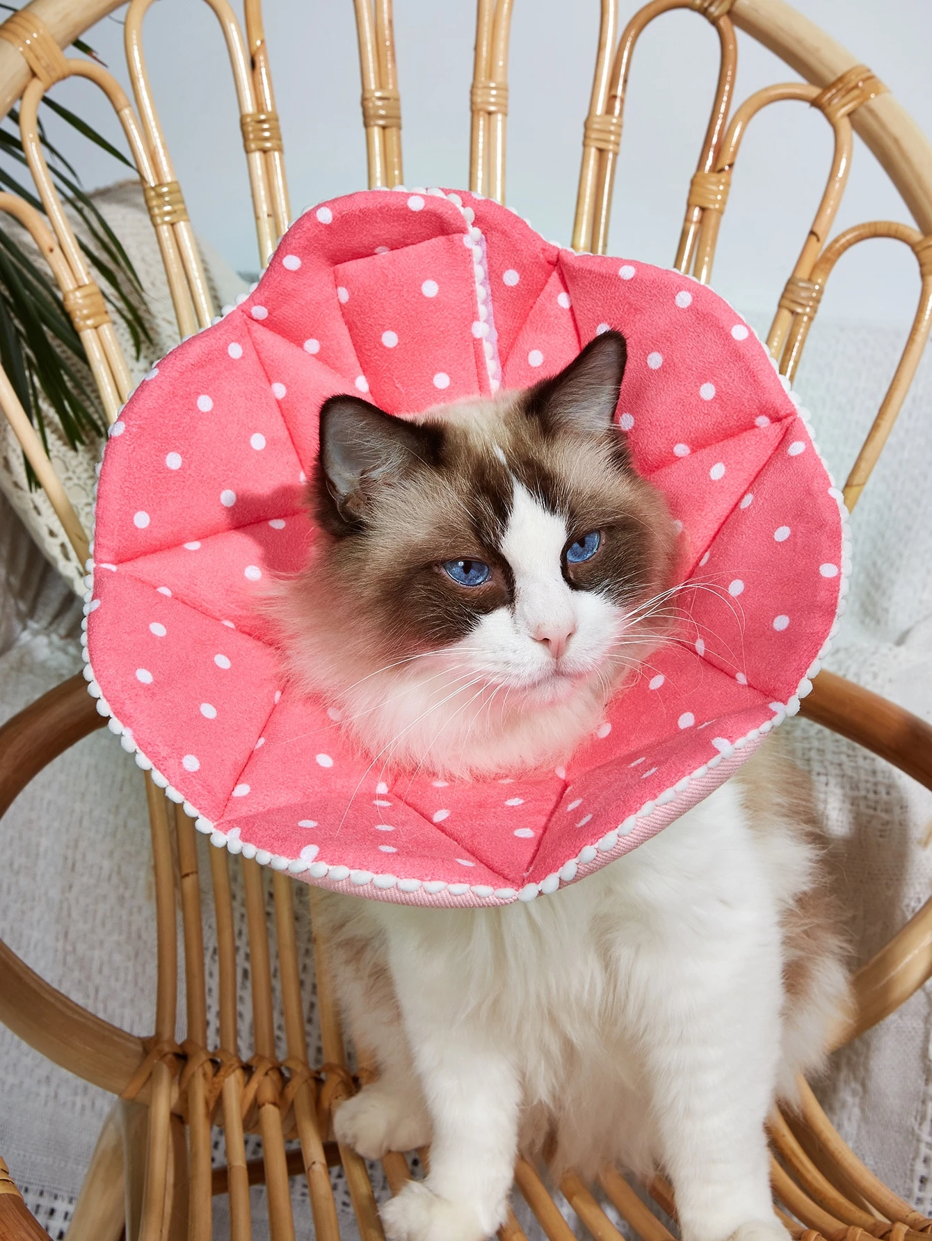 Collerette Veterinaire Pour Chat A Motif Pois Romwe