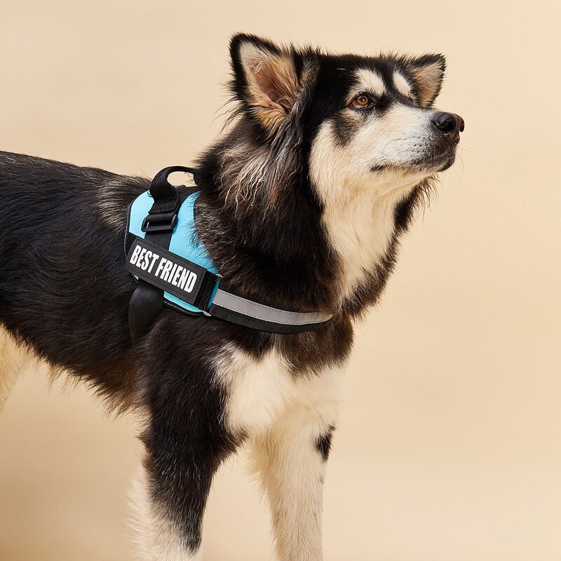 

Letter Graphic Dog Harness, Baby blue
