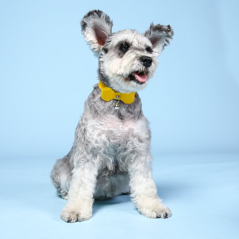 

Bow & Bells Decor Dog Collar, Yellow