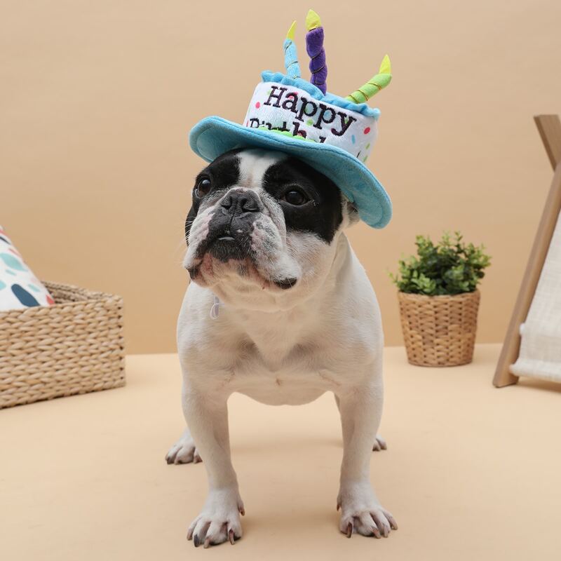 

Birthday Cake Design Dog Hat, Blue