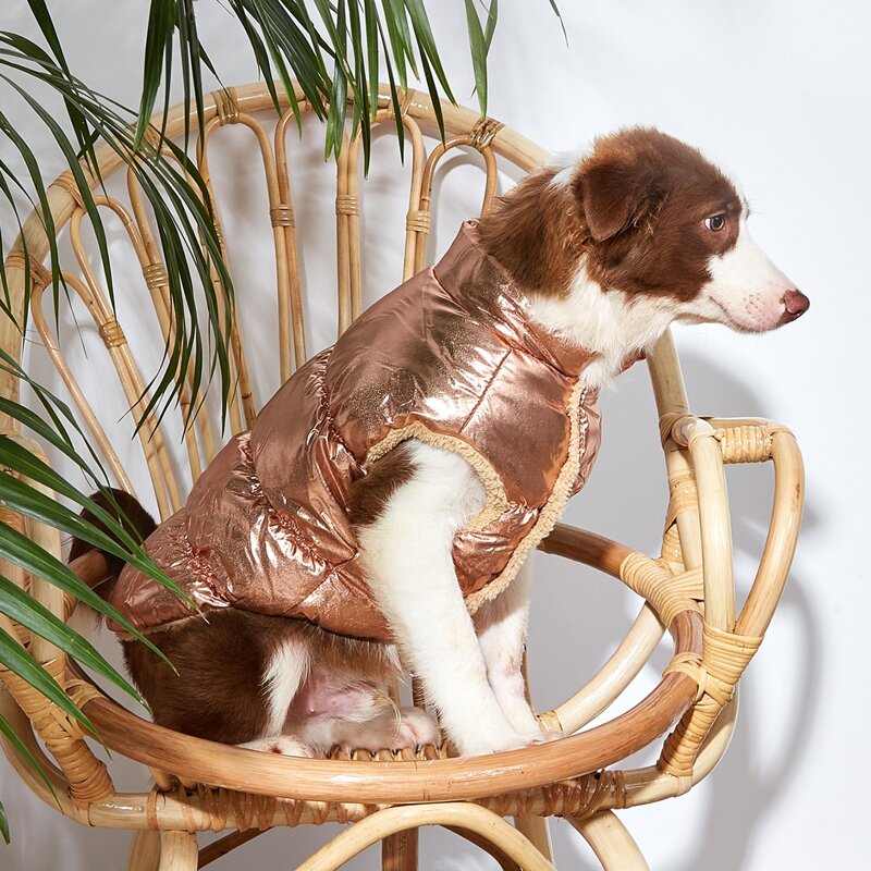 

Plain Dog Jacket, Gold