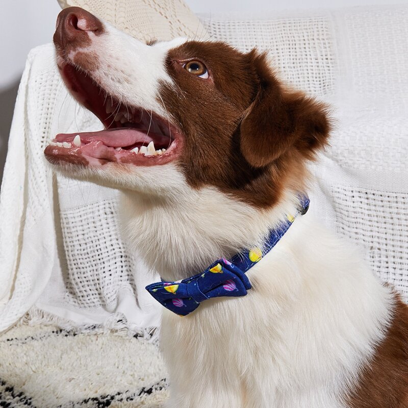 

Planet Print Bow Decor Dog Collar, Blue