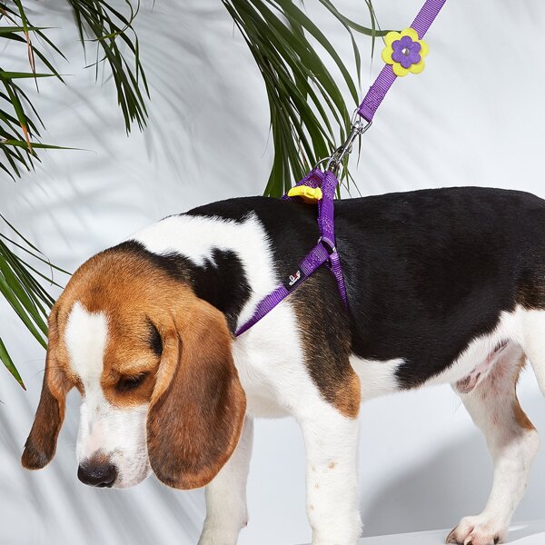 

1pc Dog Harness & 1pc Flower Decor Dog Leash, Purple