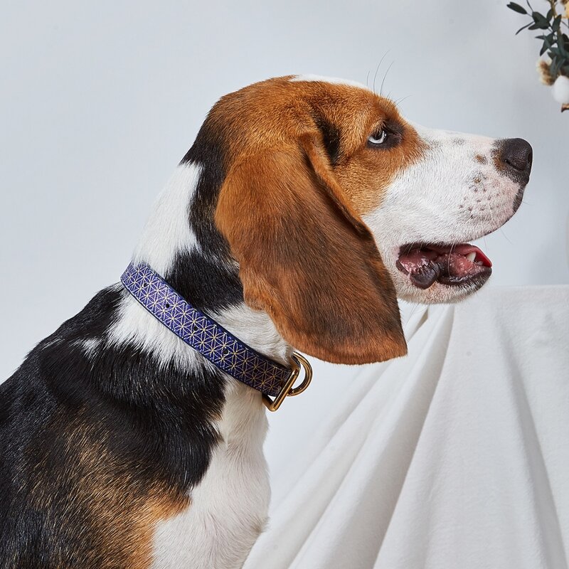

Flower Print Dog Collar, Multicolor