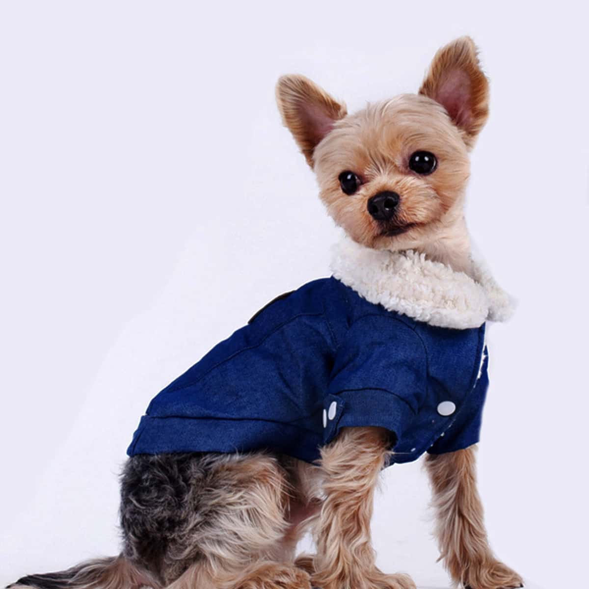 Contrast Faux Fur Dog Denim Coat, Blue
