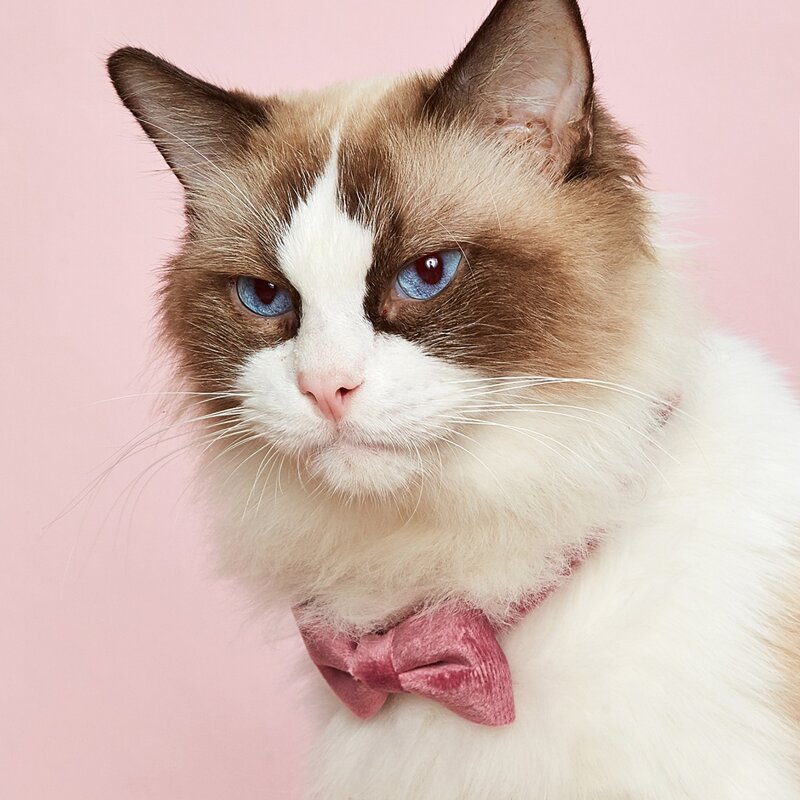 

Plush Solid Bow Decor Cat Collar, Pink