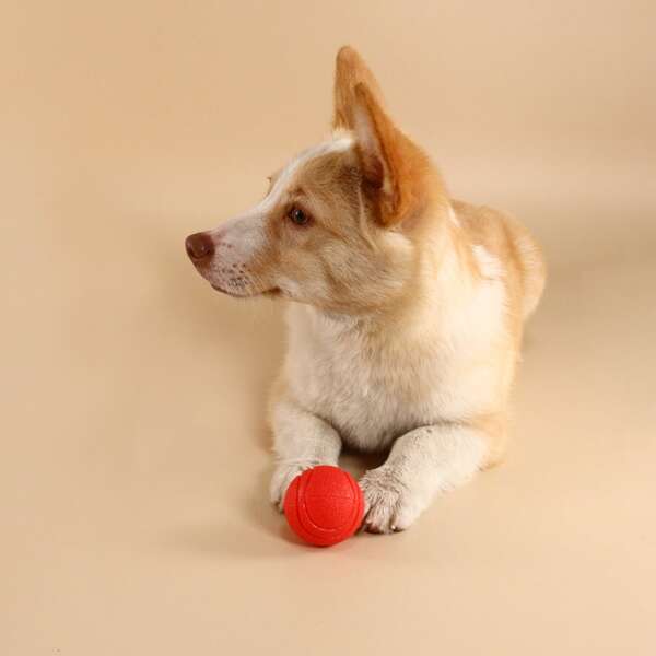 

Solid Rubber Pet Chasing Toy Ball, Red