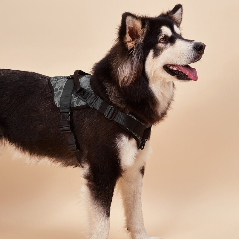 

Release Buckle Graphic Dog Harness, Multicolor