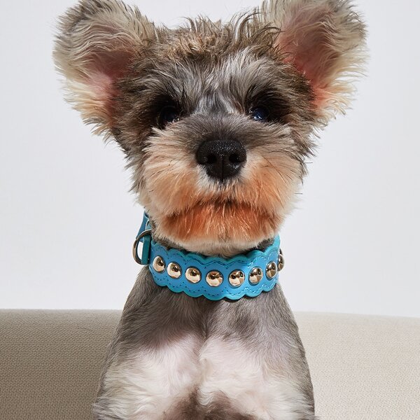 

Studded Decor Dog Collar, Blue