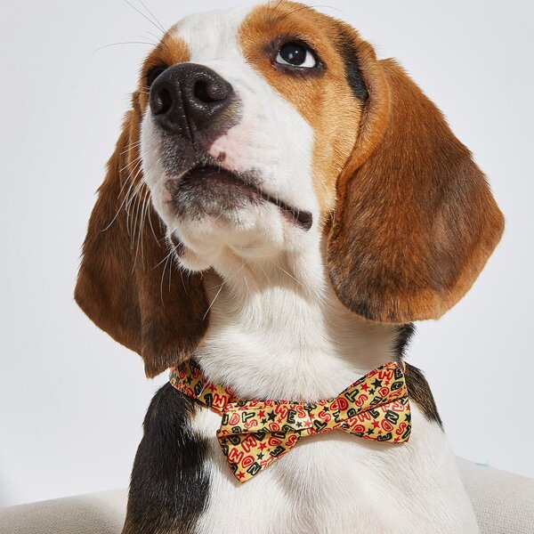 

Letter Graphic Pet Bow Tie, Burnt orange