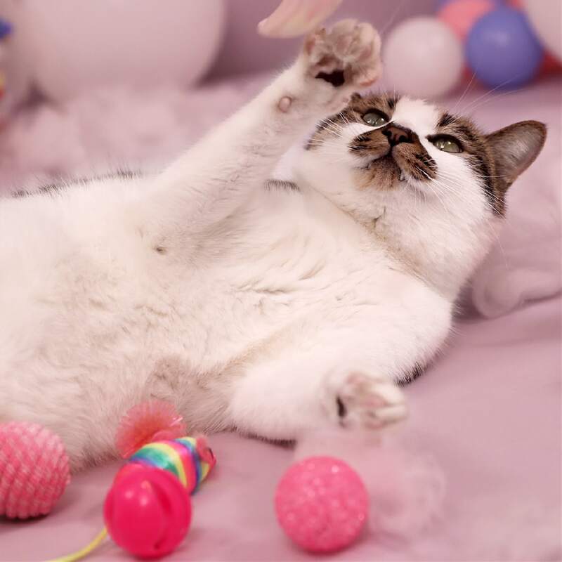 

6pcs Cat Toy Ball Set, Multicolor