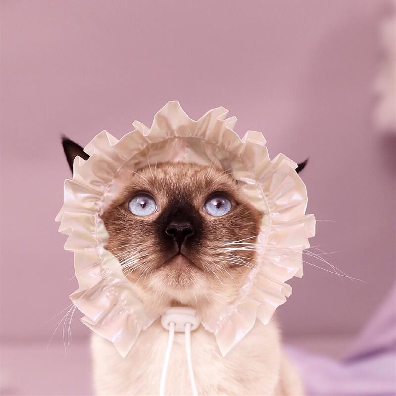 

Plain Ruffle Cat Hat, Multicolor