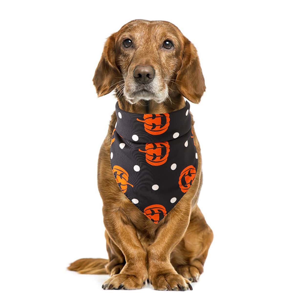 

Pumpkin Print Pet Bandana, Black