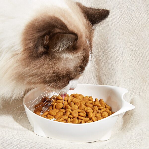 

Simple Pet Bowl, White