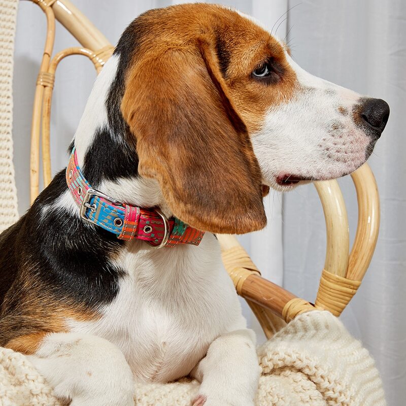 

Striped Pet Collar, Multicolor
