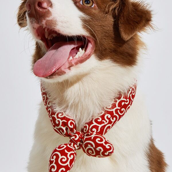

Graphic Pet Scarf, Red