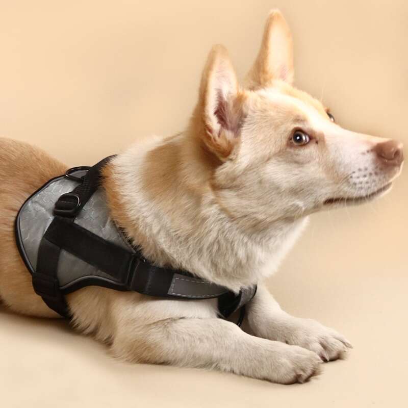 

Geometric Pattern Pet Harness, Multicolor