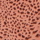 Coral Orange