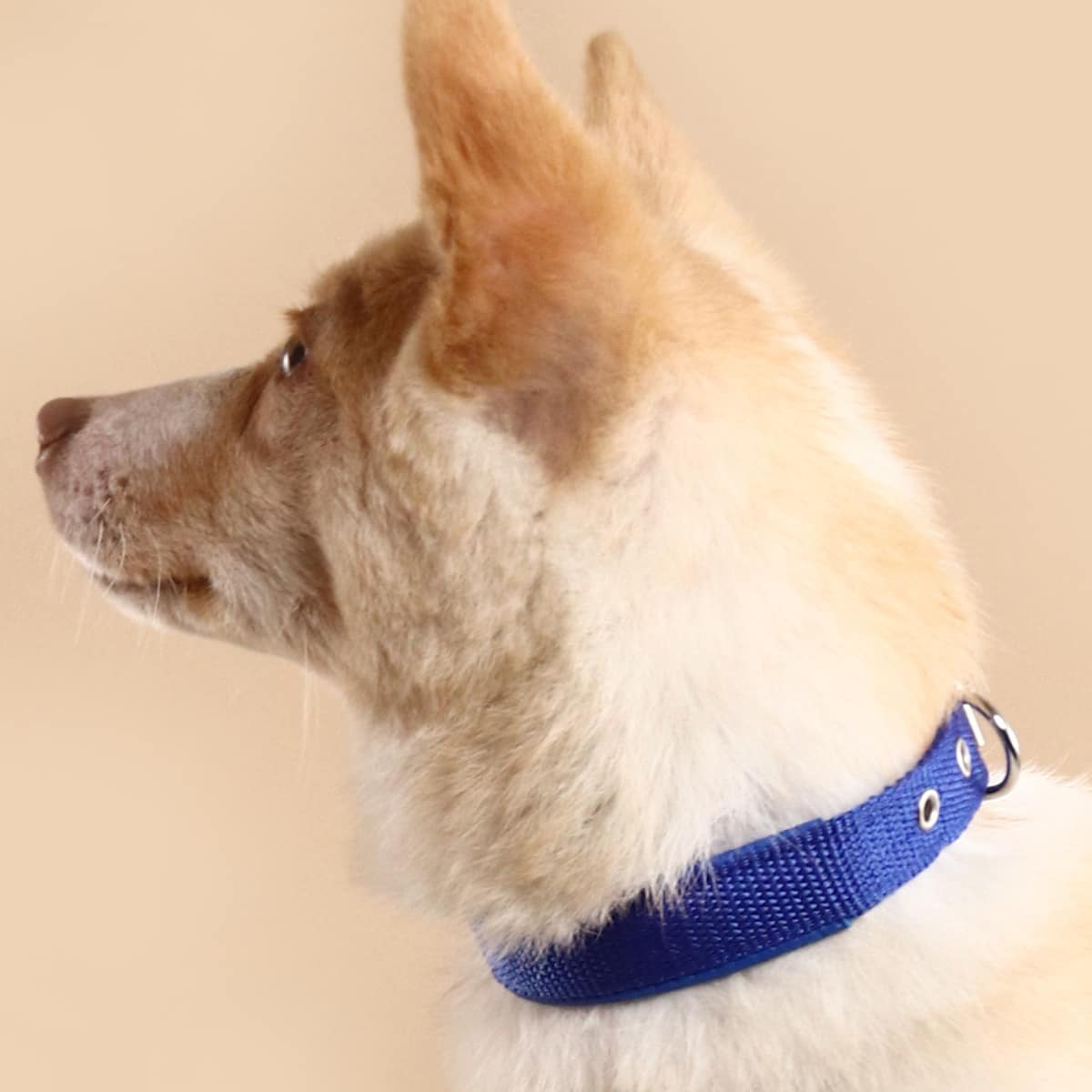 

Eyelet Pet Collar, Blue