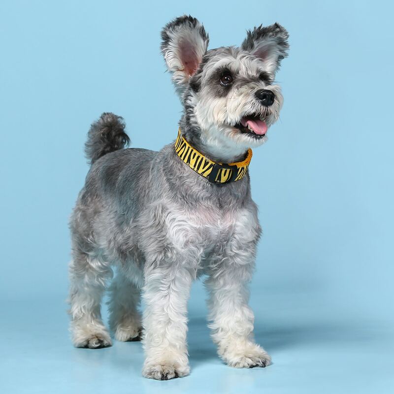 

Release Buckle Design Zebra Striped Pet Collar, Yellow