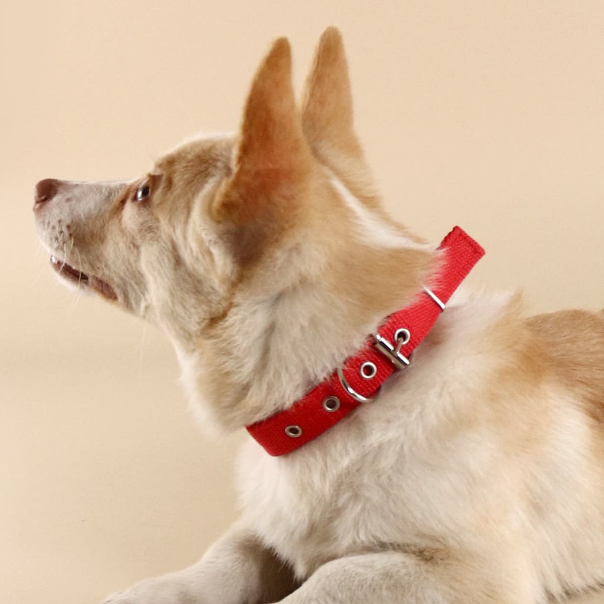 

Eyelet Pet Collar, Red