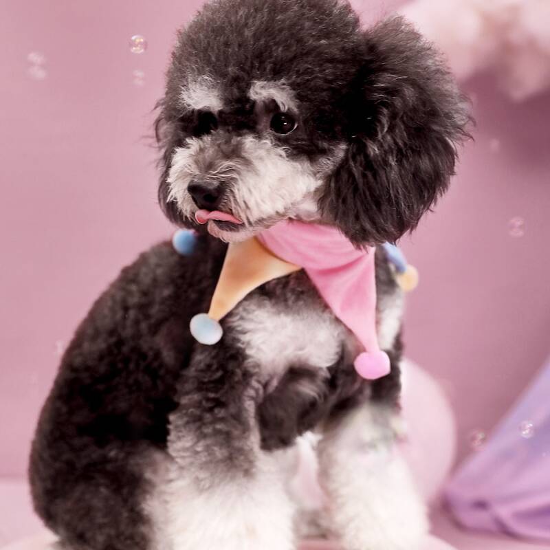 

Pom-pom Decor Cat Collar, Pink