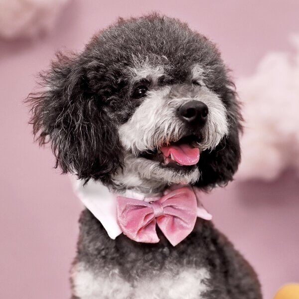 

Detachable Tie Dye Dog Bow Tie, Multicolor