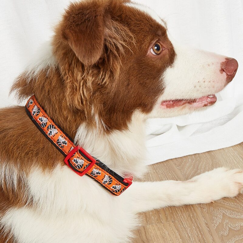 

Cartoon Graphic Pet Collar, Orange