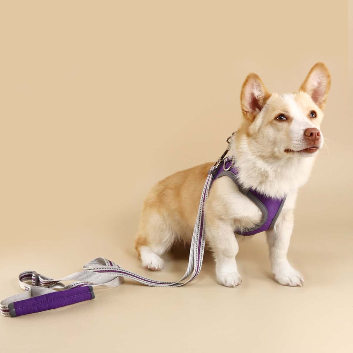 

1pc Contrast Binding Pet Harness & 1pc Pet Leash, Purple