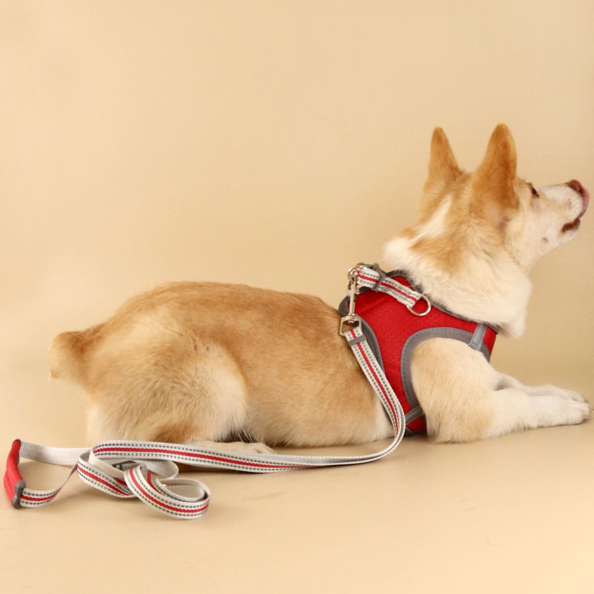 

1pc Contrast Binding Pet Harness & 1pc Pet Leash, Red