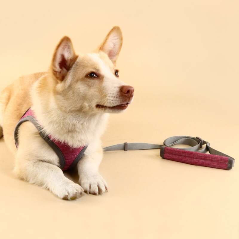 

1pc Contrast Binding Pet Harness & 1pc Pet Leash, Burgundy