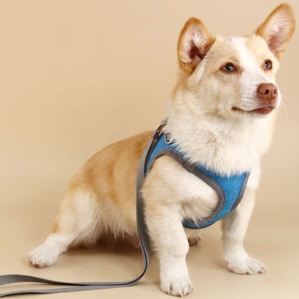 

1pc Contrast Binding Pet Harness & 1pc Pet Leash, Blue