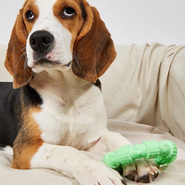

Ring Shaped Pet Chew Toy, Green