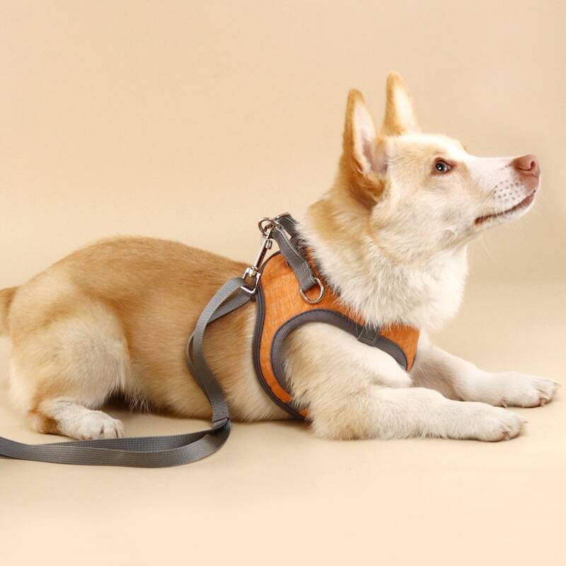 

1pc Contrast Binding Pet Harness & 1pc Pet Leash, Orange