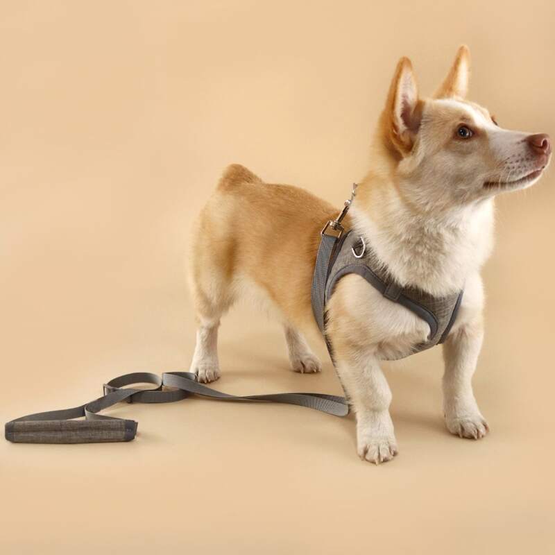 

1pc Contrast Binding Pet Harness & 1pc Pet Leash, Grey