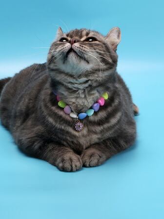 1pc Flower Pendant Beaded Pet Necklace